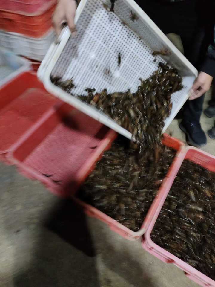 北河华明水产，卖🦐虾饲料，供虾苗