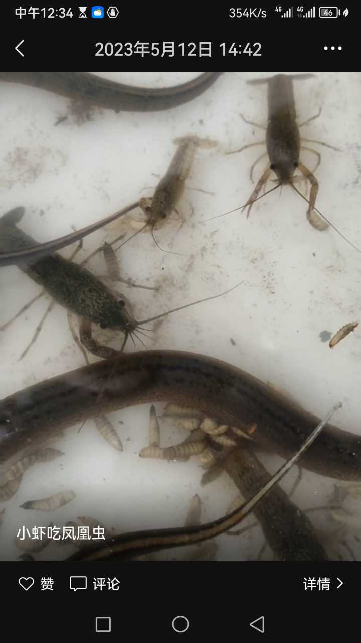 北河华明水产，卖🦐虾饲料，供虾苗