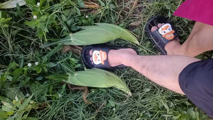 大量供应优质农产品：甜玉米