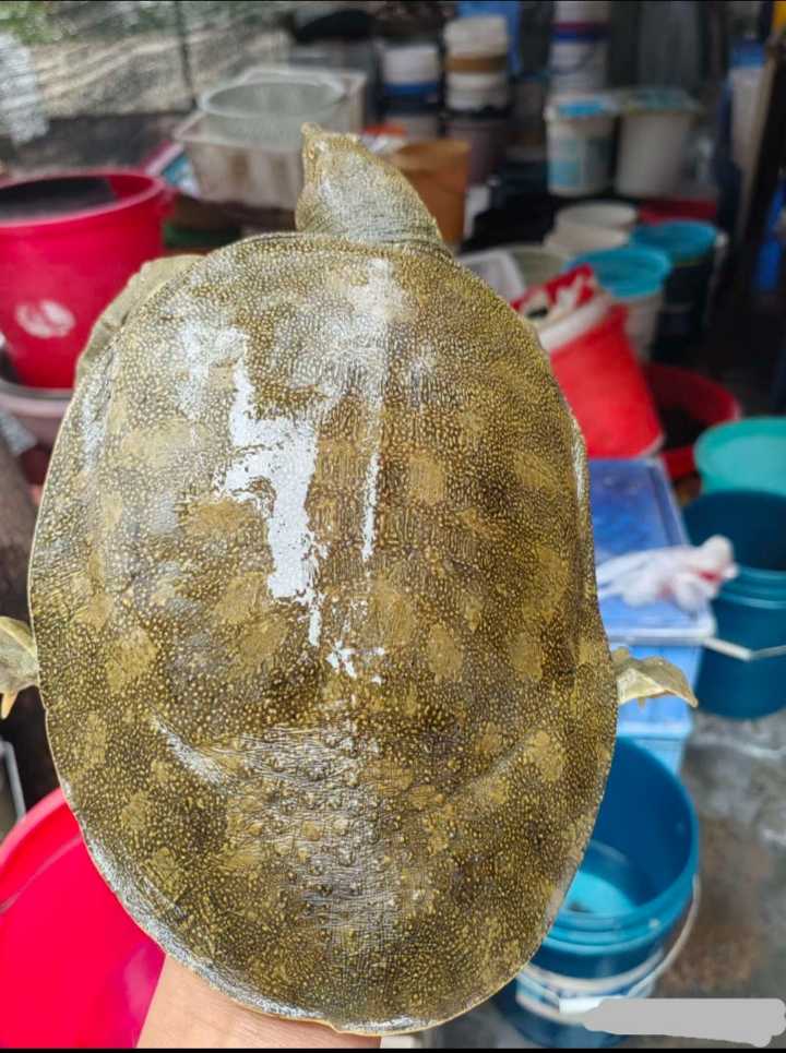 山区溪流，甲鱼批发，欢迎订购