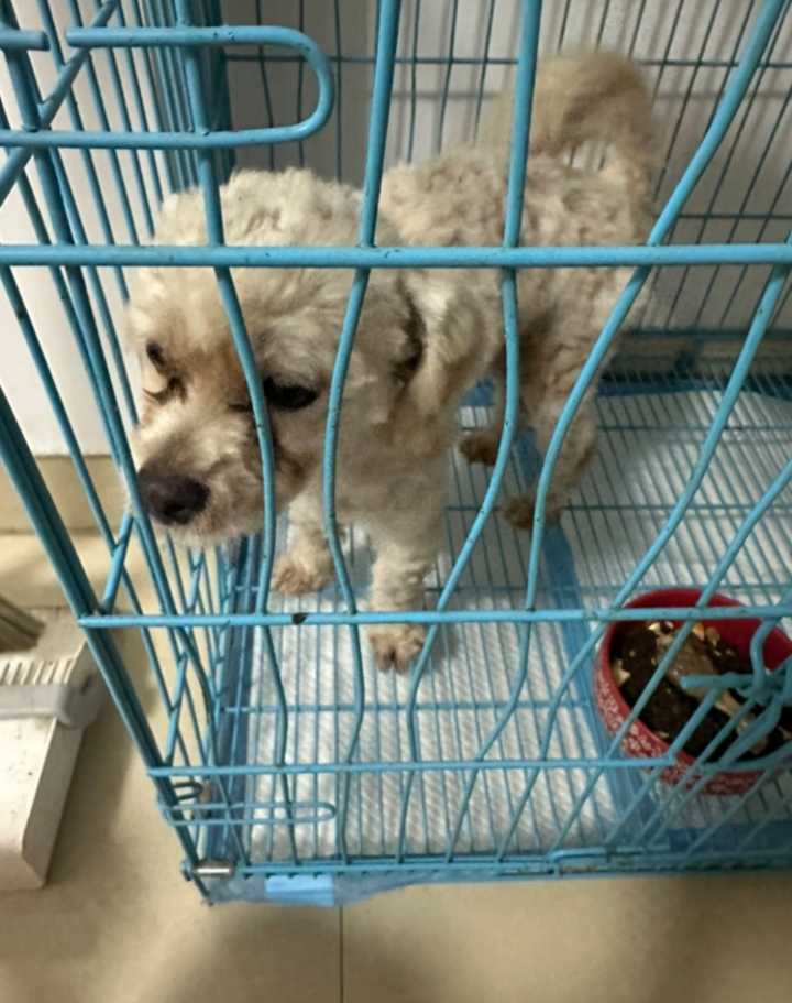 谁家的小狗狗丢了，