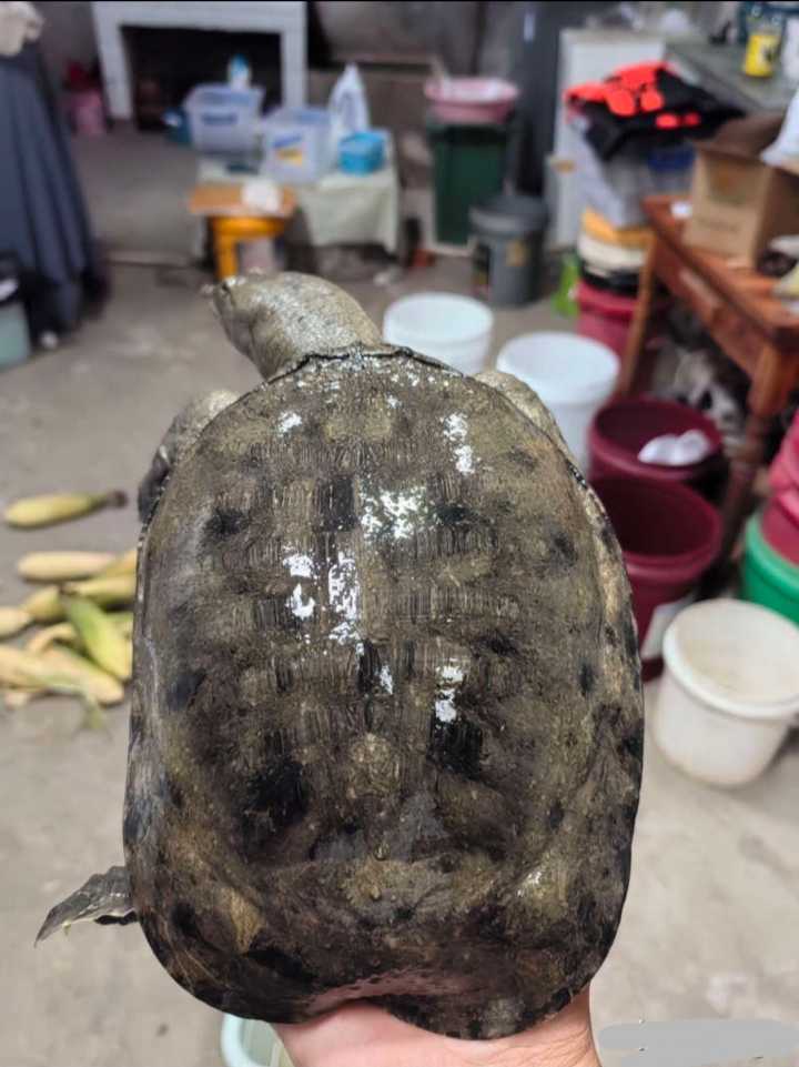 山区溪流，甲鱼批发，欢迎订购