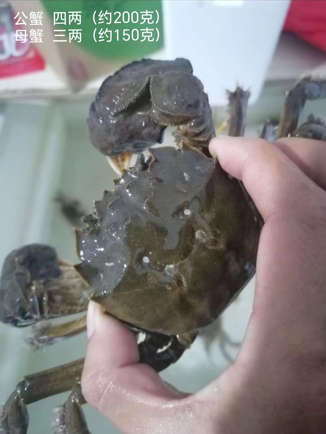 金秋十月吃蟹正当时 壳坚味美，明白消费 包死包赔，大市场买不到的实惠！