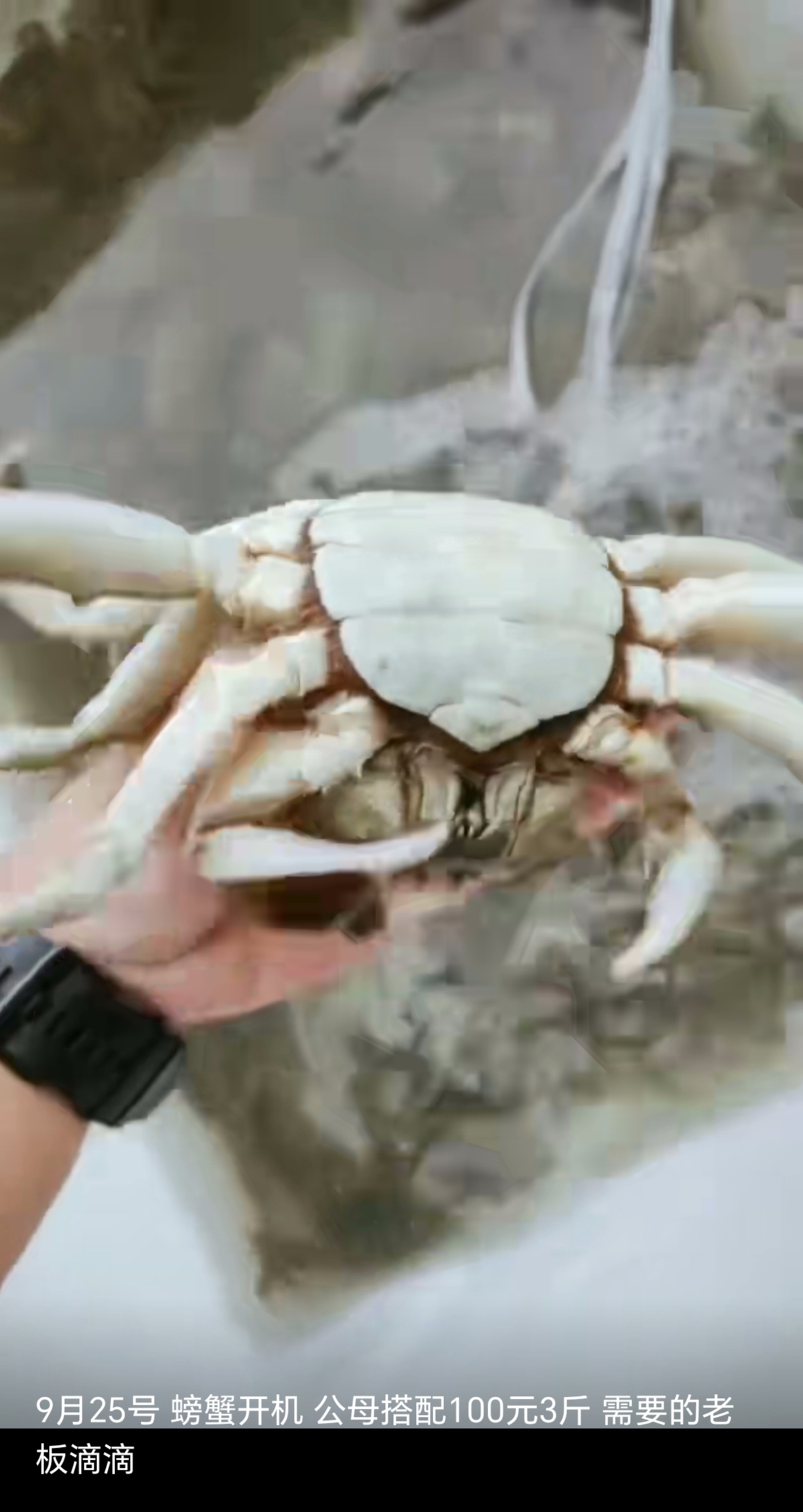 金秋十月吃蟹正当时 壳坚味美，明白消费 包死包赔，大市场买不到的实惠！