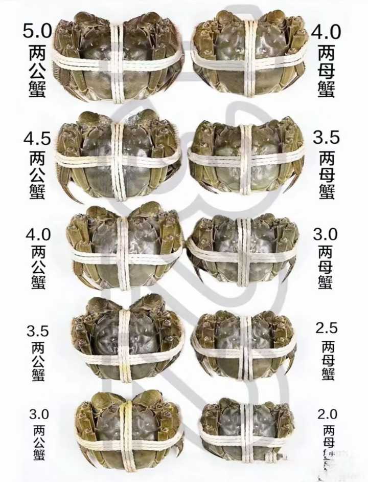 金秋吃蟹正时候，母蟹口感巅峰，蟹黄饱满，咬下去流油，口感饱满鲜甜，欢迎订购